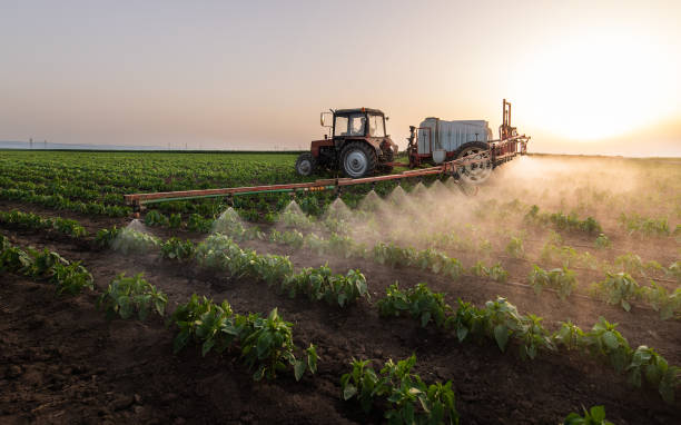 Bird Control in Morton, TX