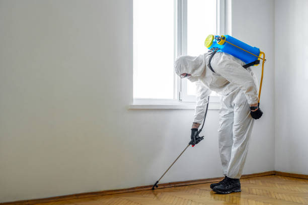 Best Wasp Removal Services  in Morton, TX