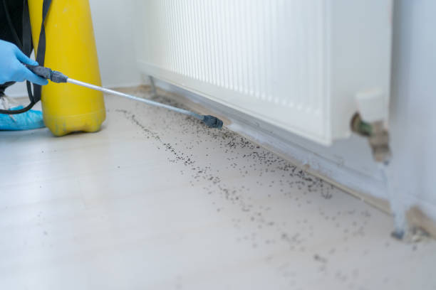 Best Mosquito Control Services  in Morton, TX
