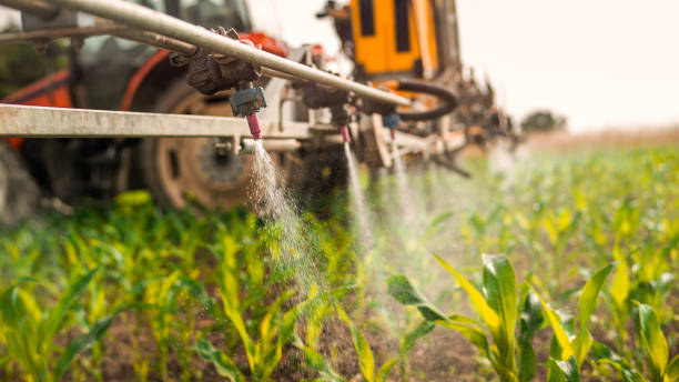 Best Pest Control for Homes  in Morton, TX
